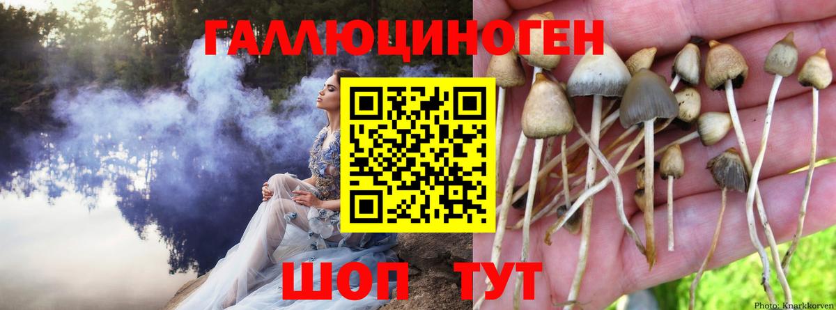 Галлюциногенные грибы прущие грибы  Галлюциногенные грибы Psilocybine cubensis  Озёры  Вход с VPN 
